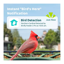 6526b682e719a624d41b5e41_birdfy-2_1757679944722.png