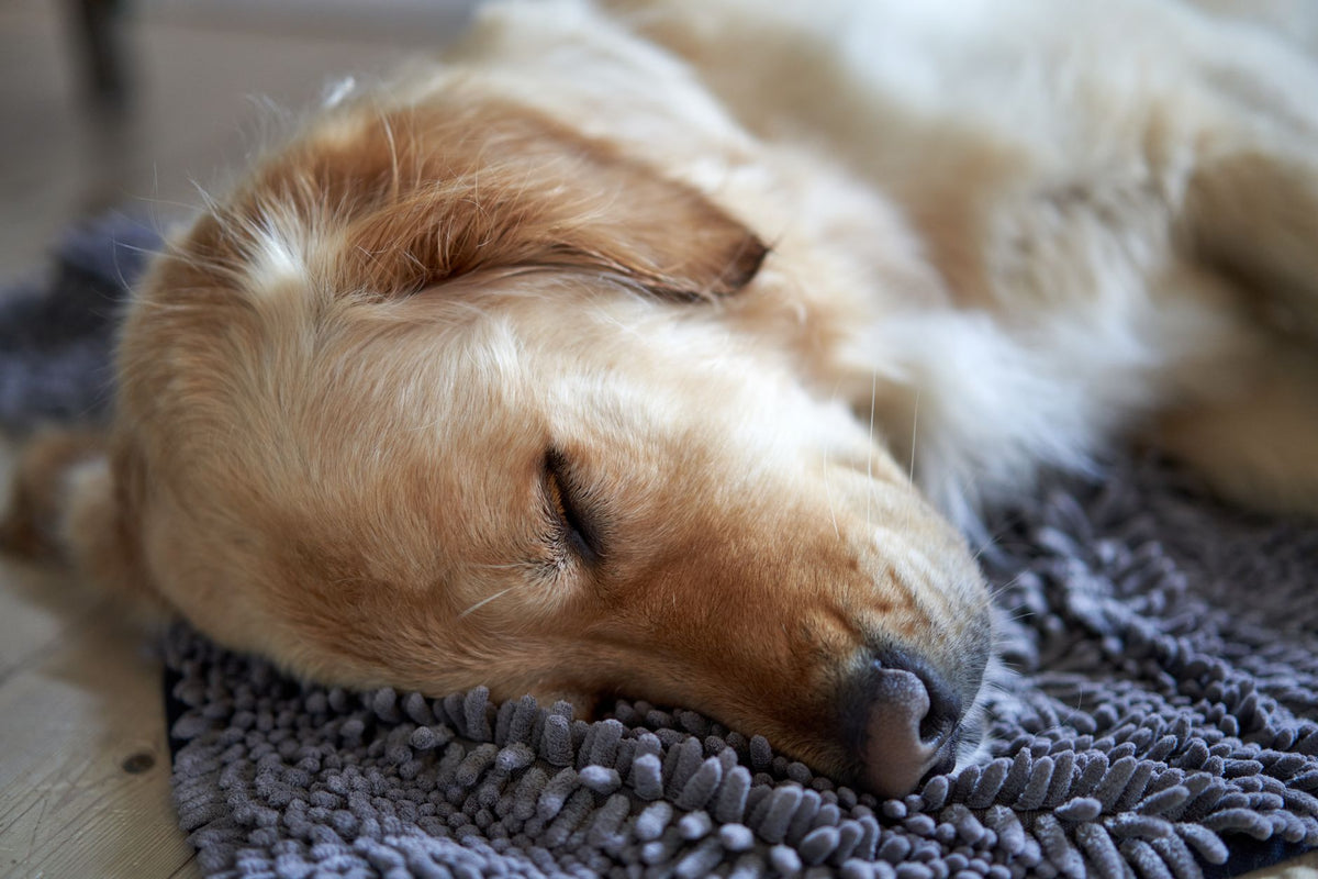 How Robot Vacuums Solve Your Pet Hair Problems in 2026