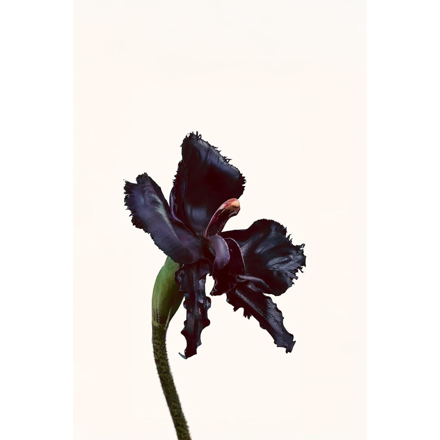 Buy Tom Ford,Tom Ford Black Orchid Reserve Parfum Spray Unisex 50ml - Gadcet UK | UK | London | Scotland | Wales| Near Me | Cheap | Pay In 3 | Parfum