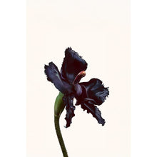 Buy Tom Ford,Tom Ford Black Orchid Reserve Parfum Spray Unisex 50ml - Gadcet UK | UK | London | Scotland | Wales| Near Me | Cheap | Pay In 3 | Parfum