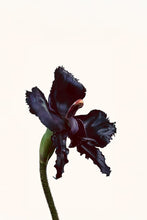 Tom Ford Black Orchid Reserve Parfum Spray Unisex 50ml