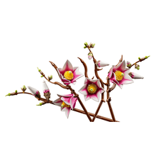 6526b682e719a624d41b5e41_magnolia-4_1774622401177.png