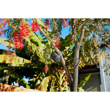 Buy Sony,Sony SRS-XB100 - Wireless Bluetooth Portable Speaker - Grey - Gadcet UK | UK | London | Scotland | Wales| Ireland | Near Me | Cheap | Pay In 3 | Bluetooth Speakers